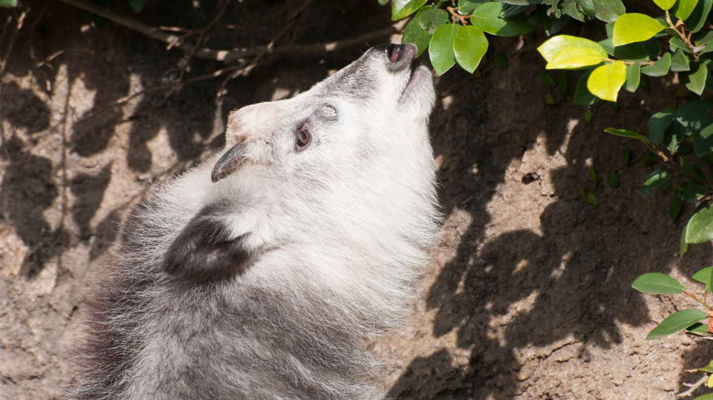 ニホンカモシカ